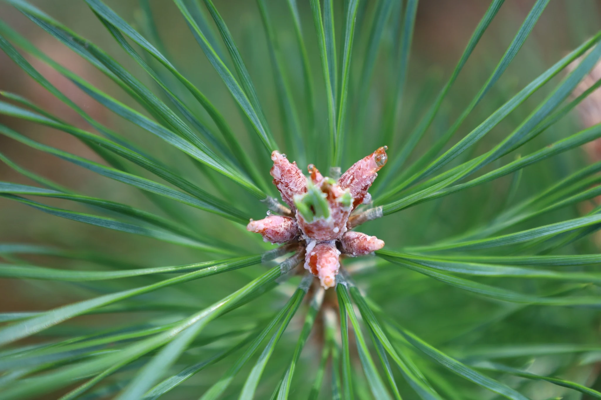 Naalden en nieuw groen