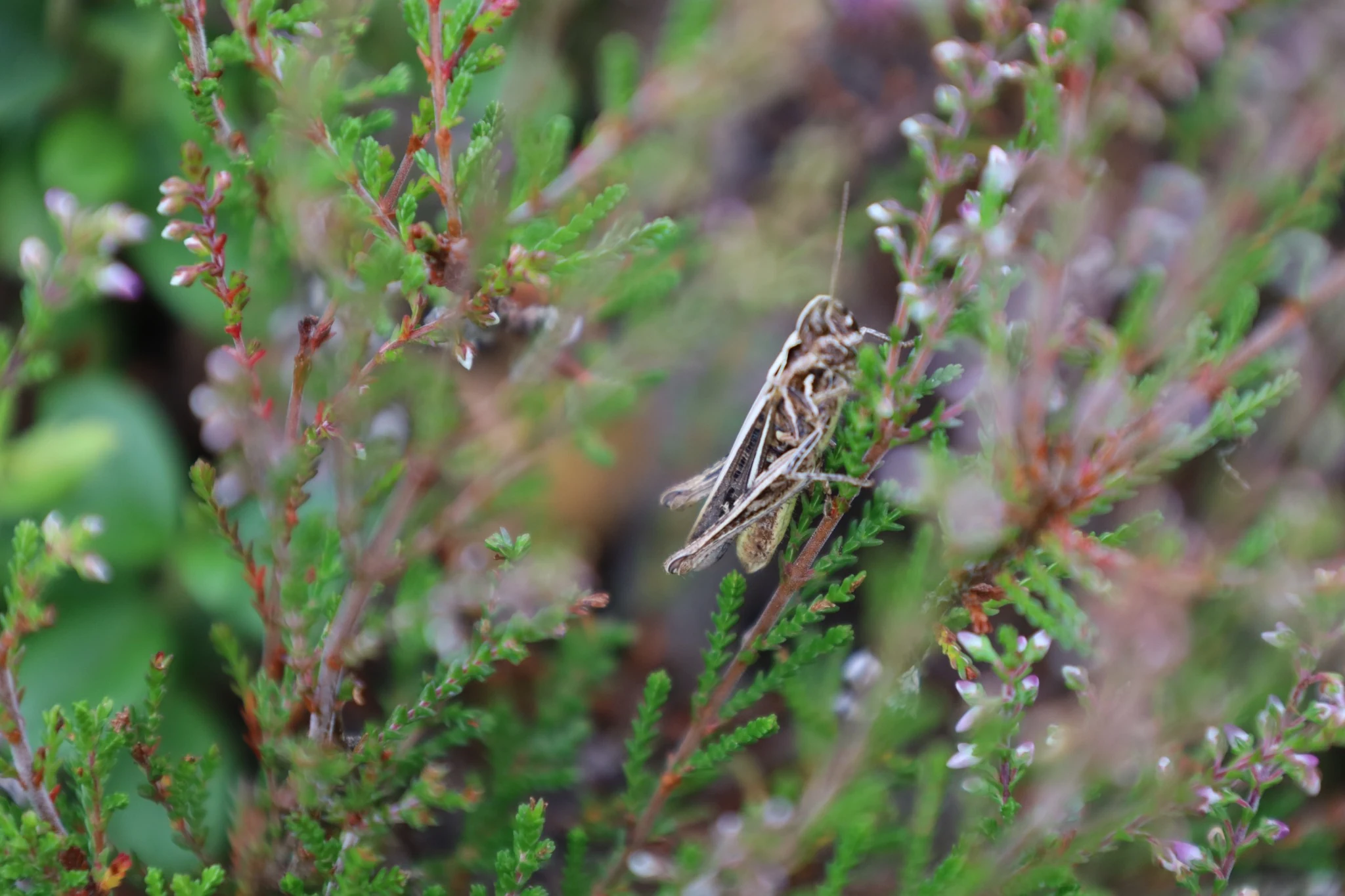Roze heide