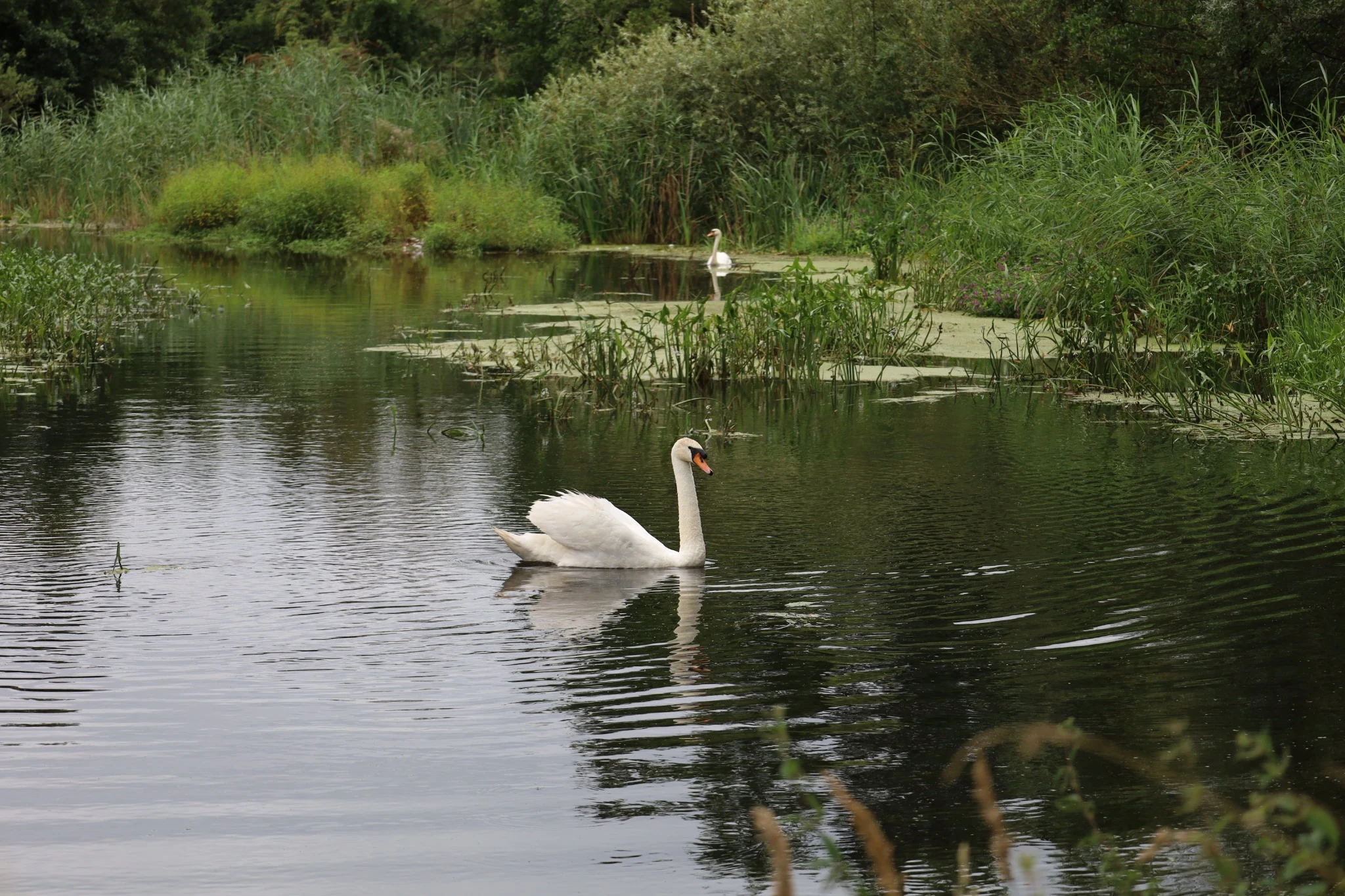 Water in het groen
