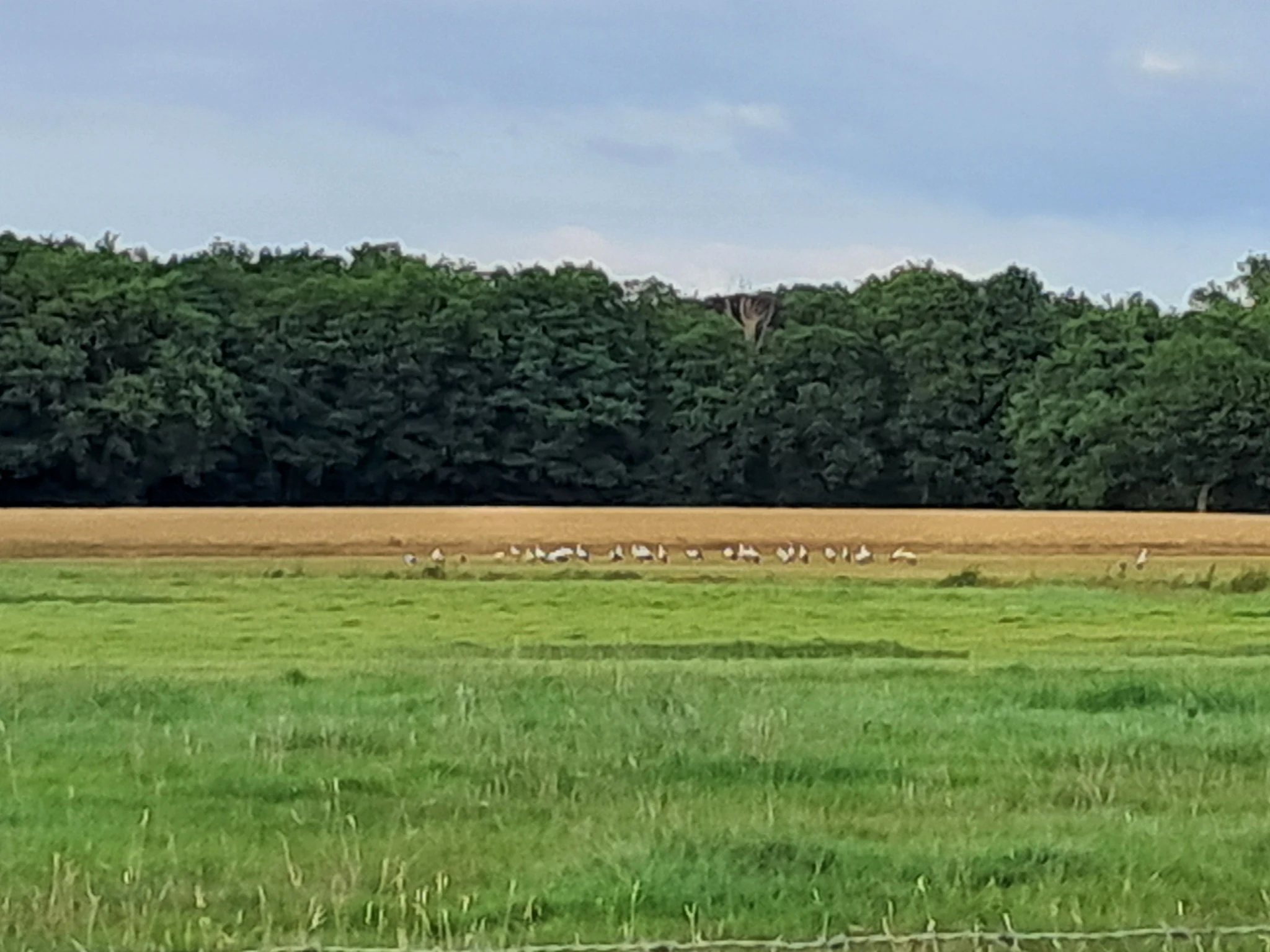 Vogels in een open veld