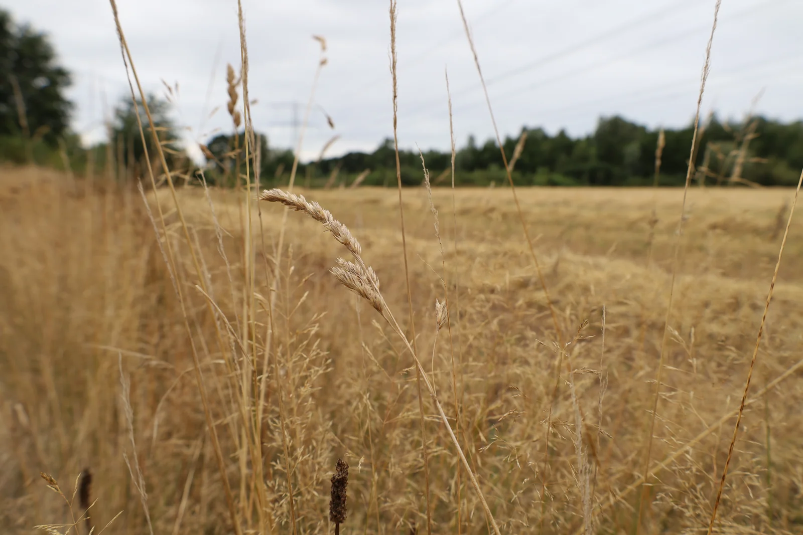 Lange halmen langs de route