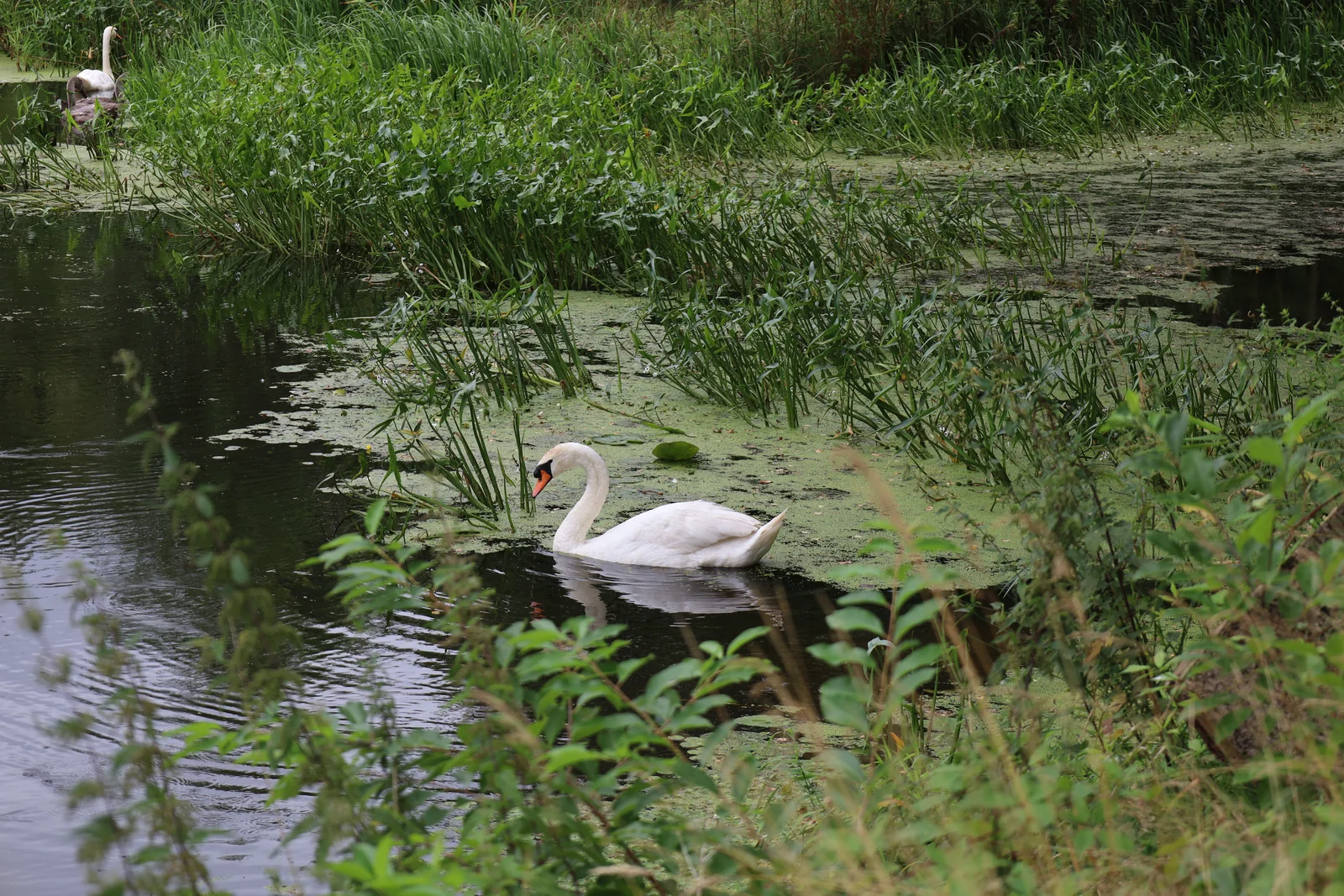Zwaan tussen de waterplanten