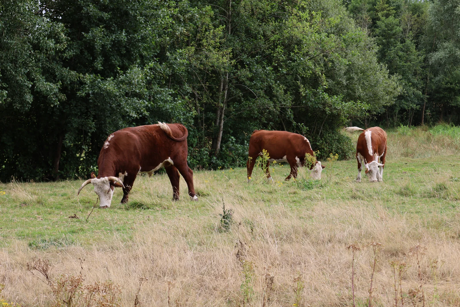Koeien in het groene veld