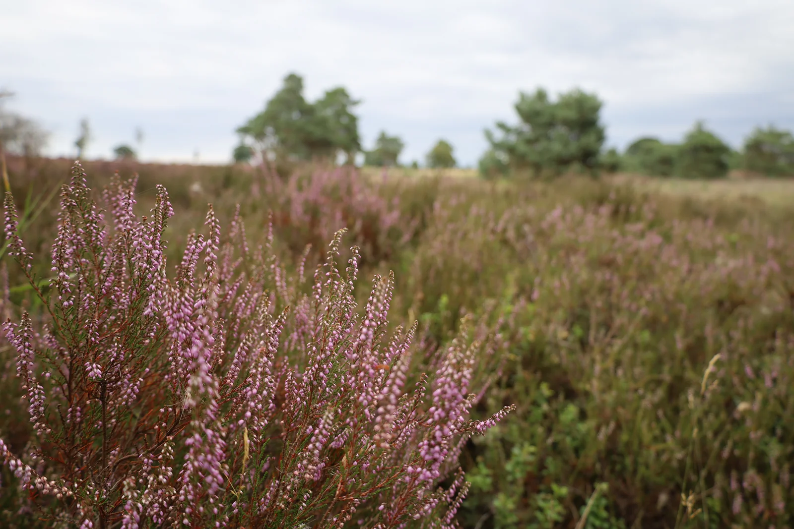 De heide kleurt aan de horizon