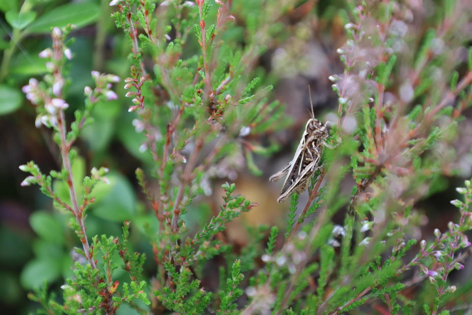 Een klein insect tussen de heide