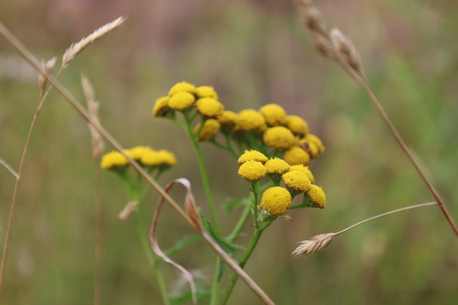Gouden knopjes in het groen