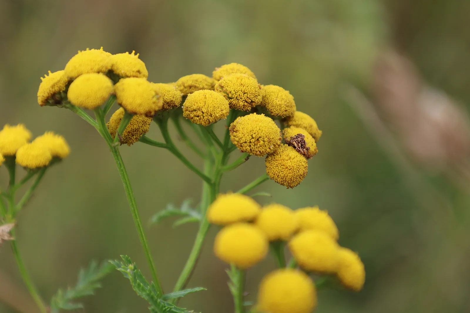 Een klein veld van gele bloemetjes
