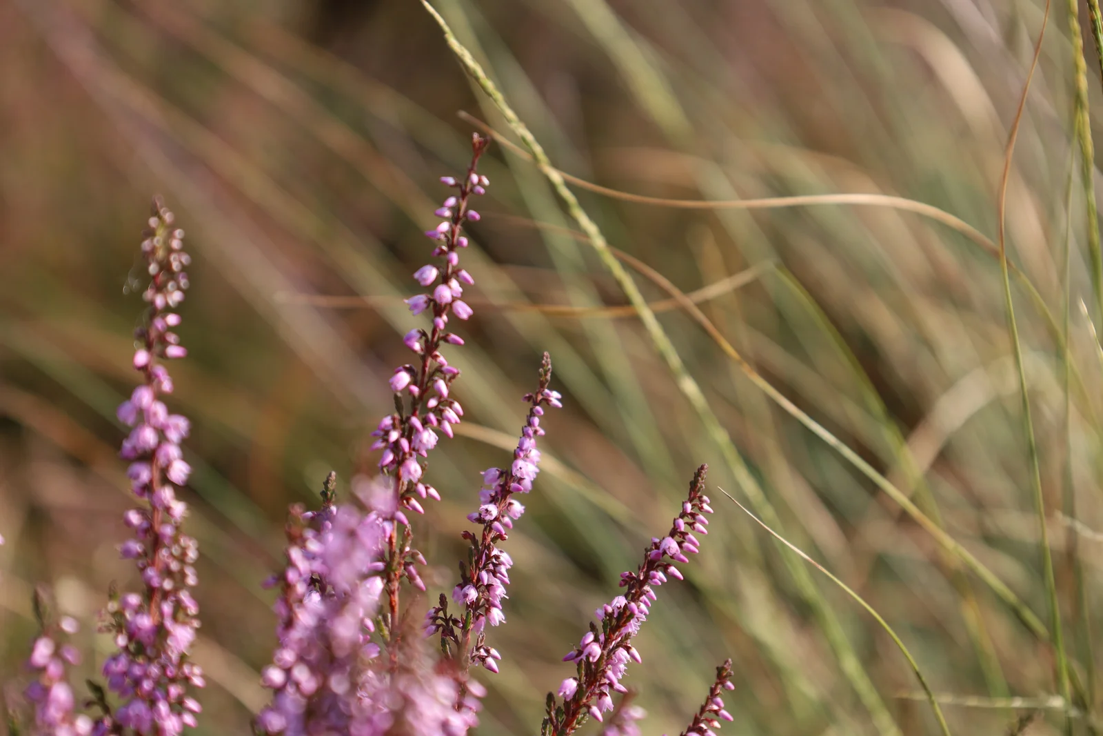 Bloeiende heide tussen de halmen