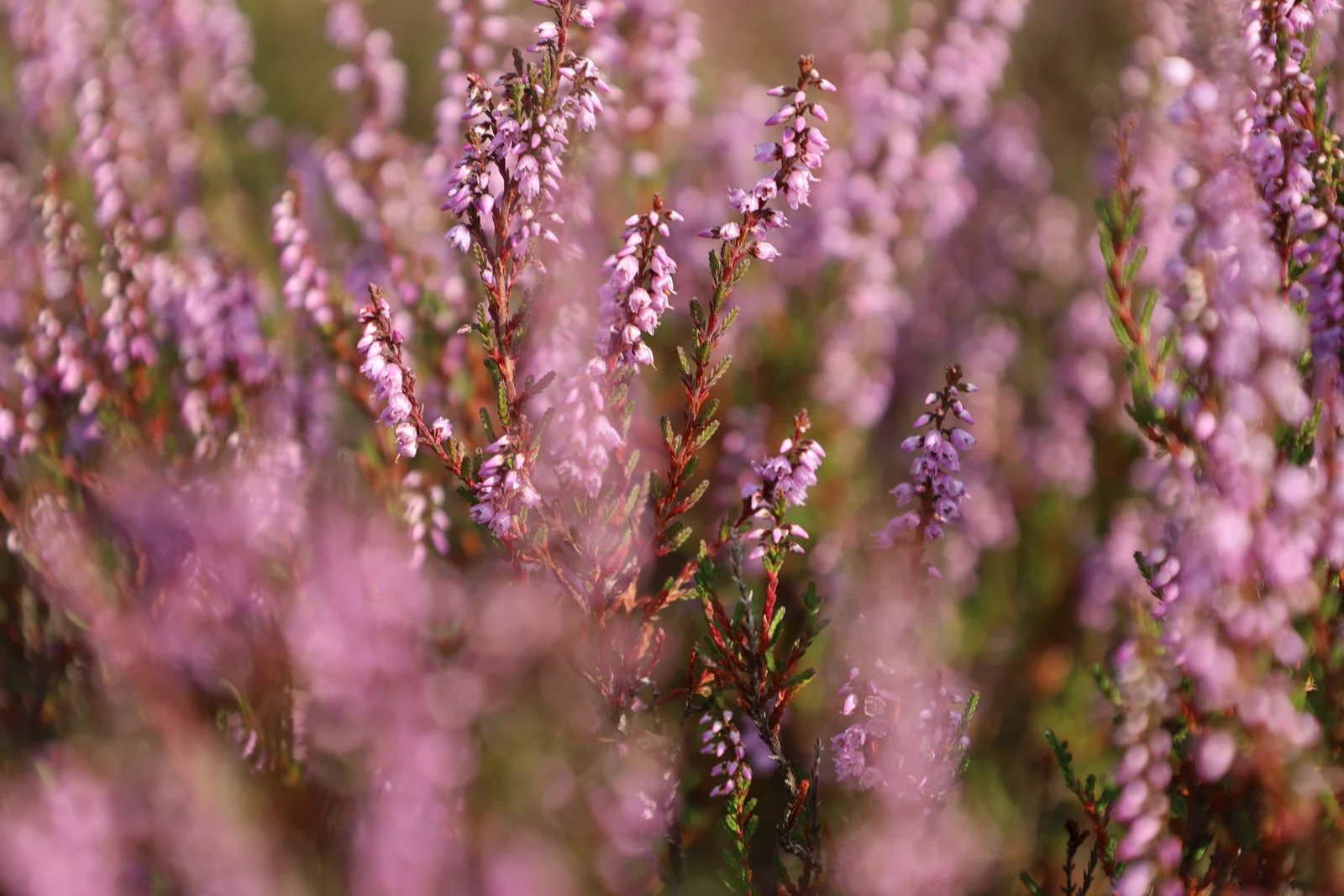 Een veld vol zachtroze heide