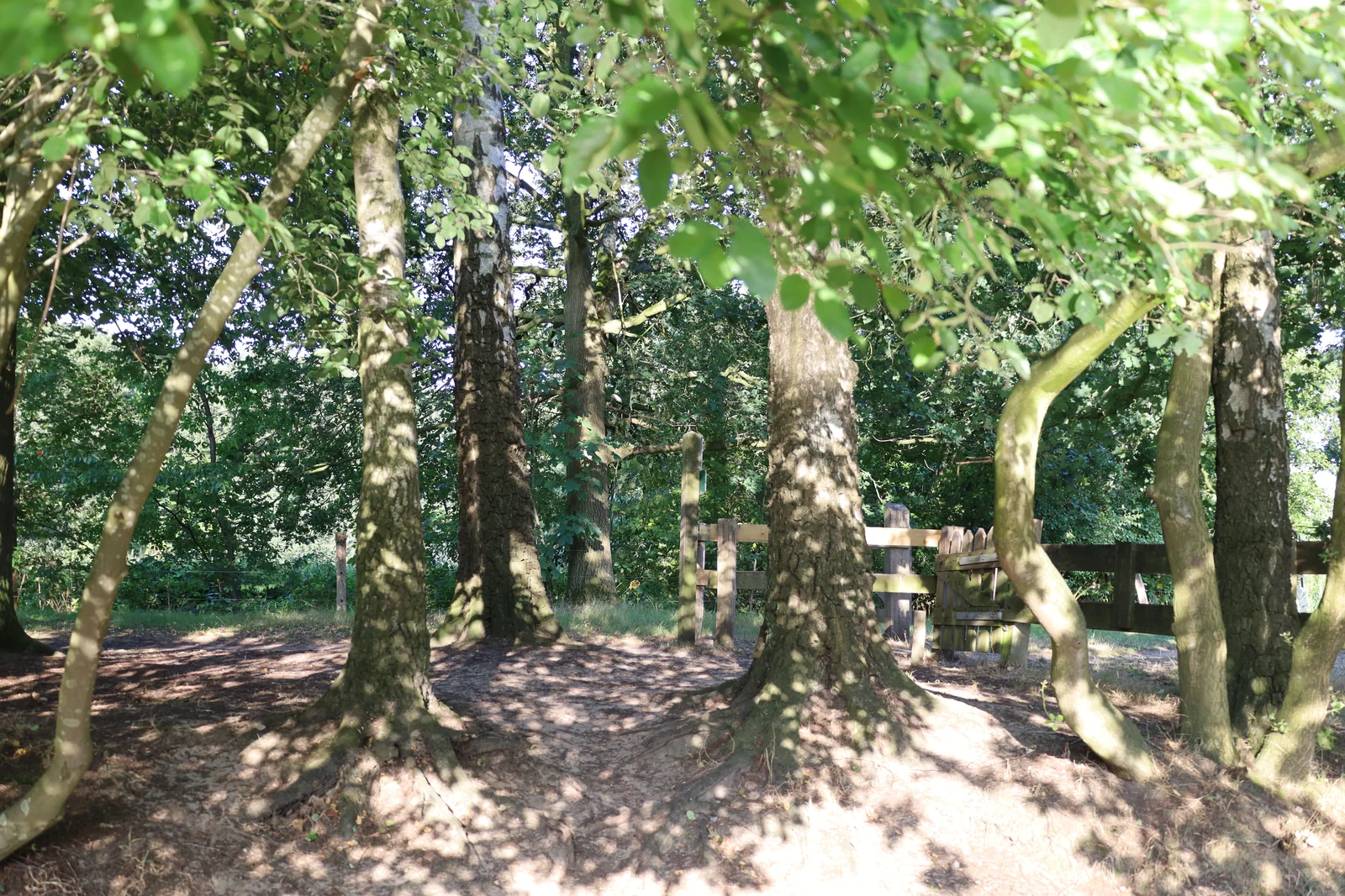 Zonlicht valt tussen de bomen